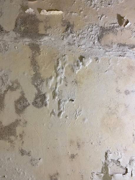 Mold Removal Process in La Crescenta Montrose, CA