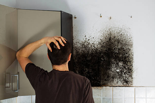 Reliable La Crescenta Montrose, CA Mold Removal Solutions