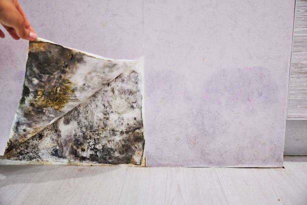 Best Fast Mold Removal  in La Crescenta Montrose, CA